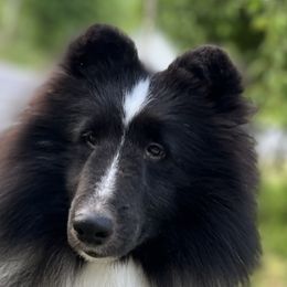 Tux - Shetland Sheepdog