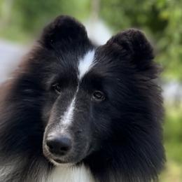 Tux - Shetland Sheepdog