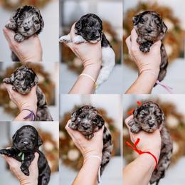 Pick 6 - Merle female Goldendoodle puppy in Damascus, Oregon from Emma Doodles