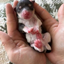 Miniature Schnauzer Puppies from Daffodil Dogs