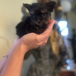 Pomeranian and Yorkshire Terrier Puppies from Dreaming Puppies