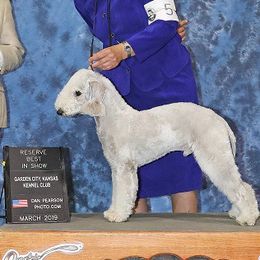 Bedlington Terriers from Windslore Bedlington Terriers