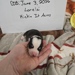 Lorelai - Black and tan female Pembroke Welsh Corgi puppy in Chariton, Iowa from Kickin It Acres BCs