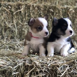 Pembroke Welsh Corgi Puppies from Naomi’s Corgis