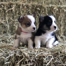 Pembroke Welsh Corgi Puppies from Naomi’s Corgis