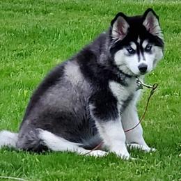 Siberian Husky All Grown Up from Boden Breeding