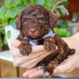 Ray - Brown male Bernedoodle puppy in Salado, Texas from Red Ranch Dogs