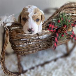 Holly - Parti female Goldendoodle puppy in Leander, Texas from Doodle Doula