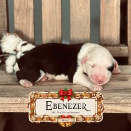 Ebenezer - Gray and white male Old English Sheepdog puppy in Cleveland, Tennessee from Narrow Path Old English & Sheepadoodles