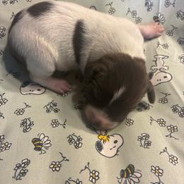 Blue - White and liver male German Shorthaired Pointer puppy in Spencer, Massachusetts from Outback Kennels