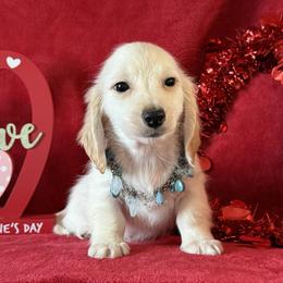 Bandit - Cream male Dachshund puppy in Lincoln, Arkansas from Red Dirt Dachshunds
