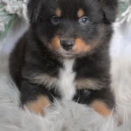 Zayvior - Black tri-color male Australian Shepherd puppy in Fultonville, New York from Sandy Aussies & Pomeranians