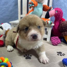 Mark - Sable male Pembroke Welsh Corgi puppy in Apison, Tennessee from Ashmore Corgis