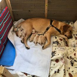 Labrador Retrievers from Praveen's Labrador Retrievers