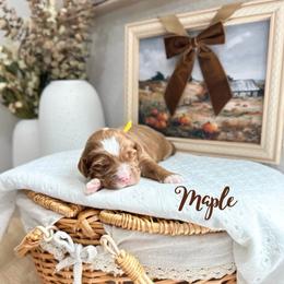Maple - Caramel female Australian Labradoodle puppy in Palmdale, California from Heavenly Doodles