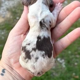 Girl 2 - Dapple female Dachshund puppy in London, Kentucky from Steele Half Acre Homestead