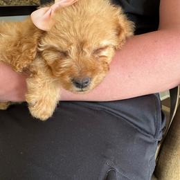 Cavapoo and Cockapoo Puppies from The Barkery