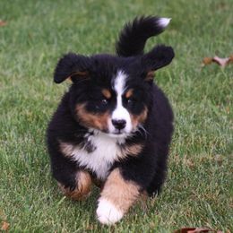 Bernese Mountain Dogs from Midnight Bernese Mountain Dogs