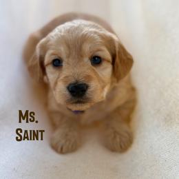 Ms. Saint - Apricot female Goldendoodle puppy in Sacramento, California from Dandy Doodles Goldendoodles