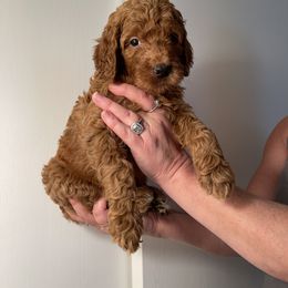 Double Doodle, Goldendoodle, Labradoodle, and Poodle Puppies from Amore Doodles & Poodles