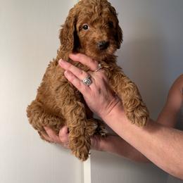 Double Doodle, Goldendoodle, Labradoodle, and Poodle Puppies from Amore Doodles & Poodles