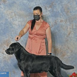 Labrador Retriever All Grown Up from Hill’s Labrador Retrievers