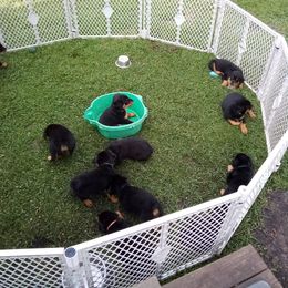 Rottweiler Puppies from Vom Jobaer Rottweilers