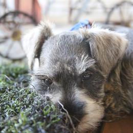 Eli - Salt and pepper male Miniature Schnauzer puppy in San Bernardino, California from Rose Lane Schnauzers