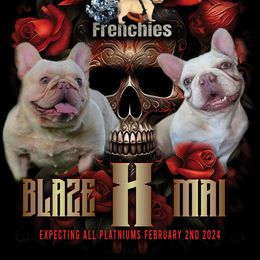 French Bulldogs and Pomeranians from Diamond Deluxx Frenchies