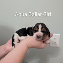Aqua Collar - Black brown and white female Basset Hound puppy in Brantley, Alabama from Lindsey's Puppies