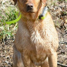 American Bullies and Labrador Retrievers from RBR Kennel-Ross Bullies & Retrievers