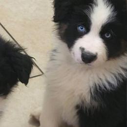 AKC championship bloodline Yellow collar Tri-color - Black tri-color female Australian Shepherd puppy in Geneva, Florida from TGIF Doxies