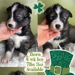 Thorn - Agouti and white male Siberian Husky puppy in Florence, Kentucky from Moonlight Howl Huskies