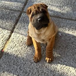 Puppy 4 - Red fawn female Chinese Shar-Pei puppy in Cave Creek, Arizona from Center Stage Shar-pei