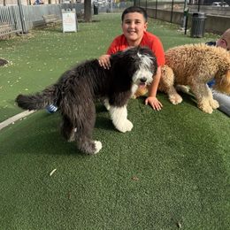 Sheepadoodle All Grown Up from Clevenger’s Sheepadoodle Fur Baby Farm