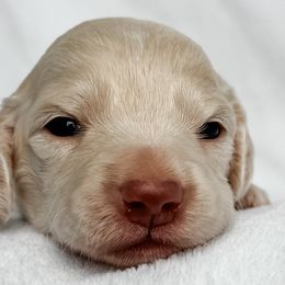 Guppy - Red female Dachshund puppy in Winamac, Indiana from WZ Kennels