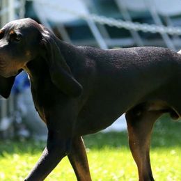 Black and Tan Coonhounds from Carlin Kennels