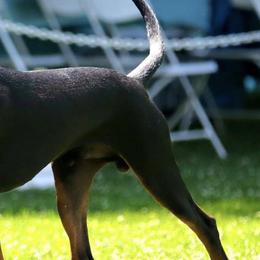Black and Tan Coonhounds from Carlin Kennels