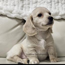 Frankie - Cream male Dachshund puppy in Ben Wheeler, Texas from Anytime Dachshunds by D.B.
