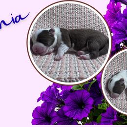 Petunia - Liver and white female American Corgi puppy in Westminster, Maryland from Serendipity Corgi's