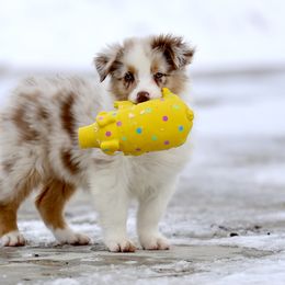 Australian Shepherd, Miniature American Shepherd, Miniature Australian Shepherd, and Toy Australian Shepherd Puppies from Painted Blue Aussies