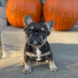 Marc - Blue male French Bulldog puppy in Des Moines, Iowa from Frenchie Dreams Come True