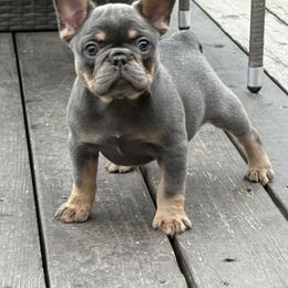 French Bulldog Puppies from Clay Acres Frenchies