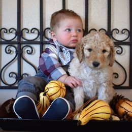 Goldendoodle, Poodle, Aussiedoodle, and Saint Berdoodle Puppies from Rocky Ridge Ranch
