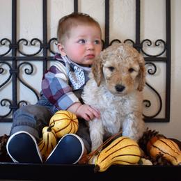 Goldendoodle, Poodle, Aussiedoodle, and Saint Berdoodle Puppies from Rocky Ridge Ranch