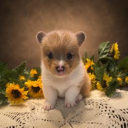 Fancy - Sable merle and white female American Corgi puppy in Missouri from Country Legends Aussies & Corgis
