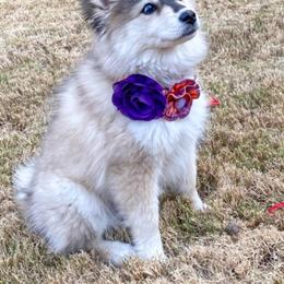 Pomsky Puppies from Paris Pomskies