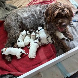 Thor - Brown and gray male Wirehaired Pointing Griffon puppy in Grangeville, Idaho from Happy Hollow Griffons