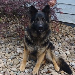 Sonny - German Shepherd