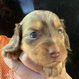 Kelly - Dapple female Dachshund puppy in Bigfork, Minnesota from Dachshunds Up North